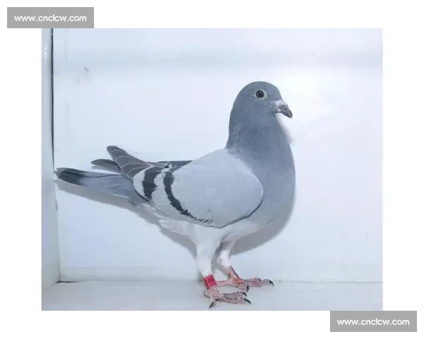 羽球冠军踏雄台：谌龙王适娴探访镇北台